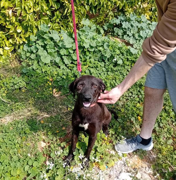 Lucy, Una Tenera Simil Labrador